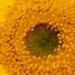 I grew this sunflower!&nbsp; It was over 11 inches wide!